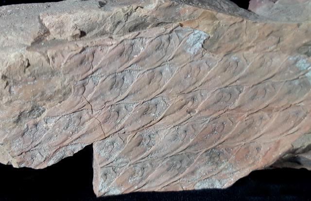 Lepidodendron cf. aculeatum STERNBERG 1820 - Bild © FossNet FossilienStore